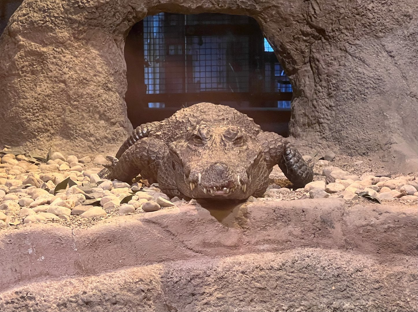 West African Crocodile