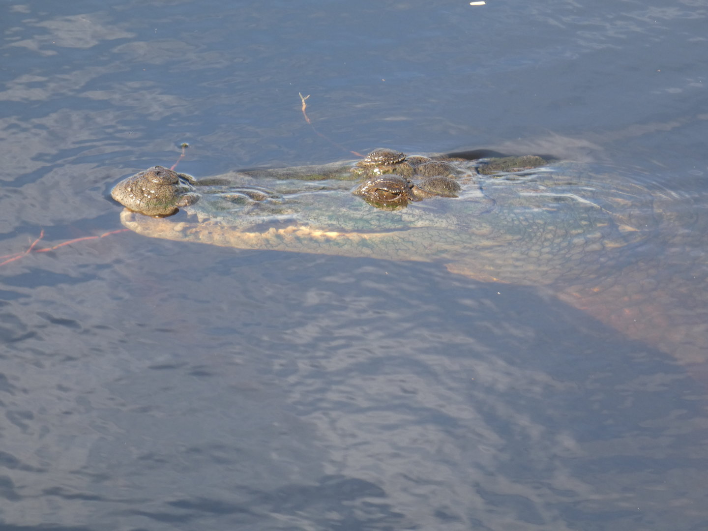 West African crocodile
