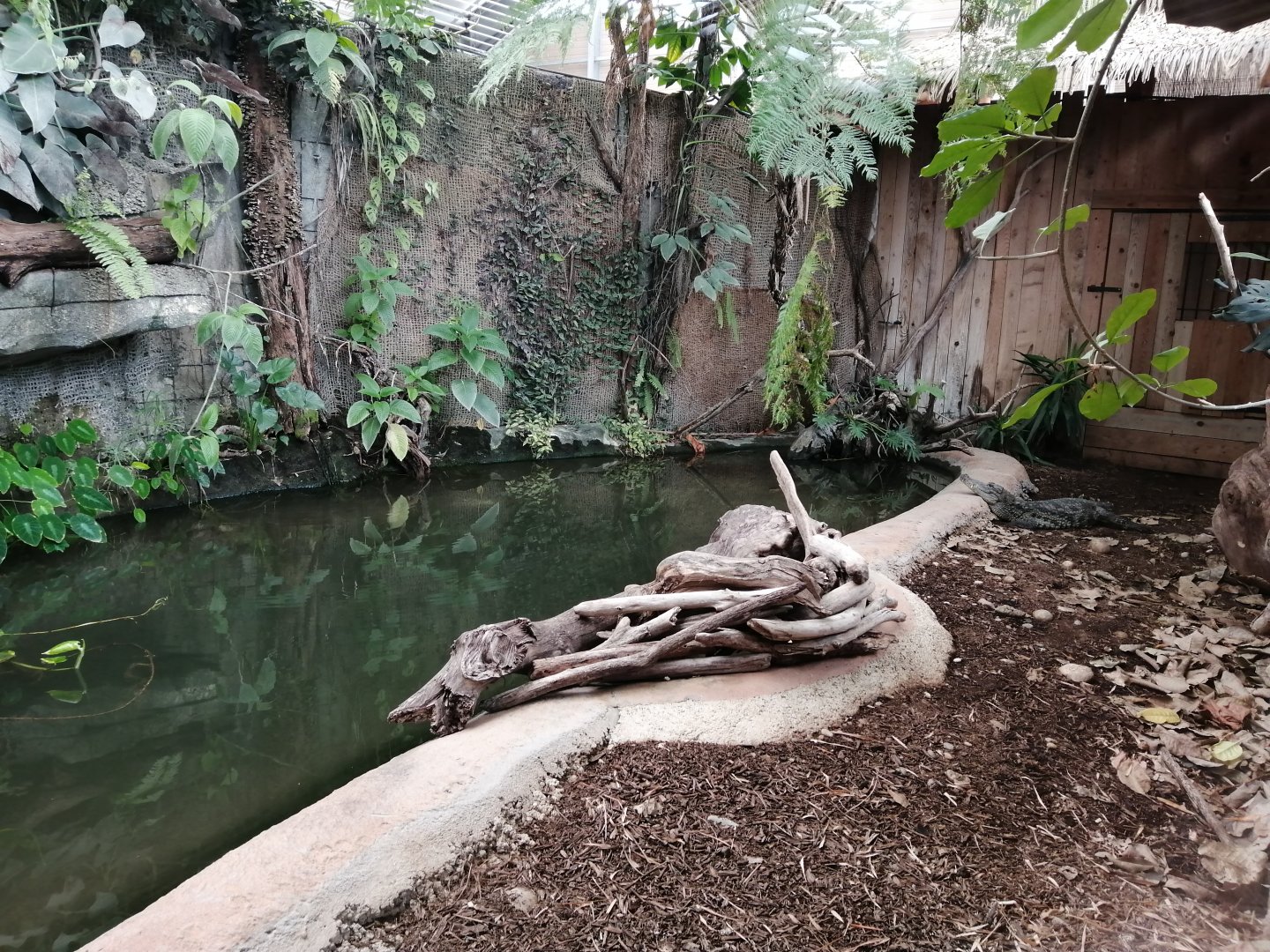 West African crocodiles exhibit