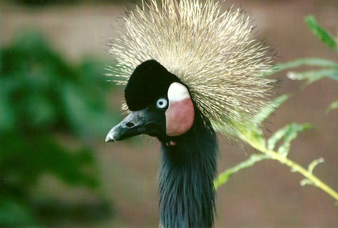 West African Crowned Crane 14th September 2012