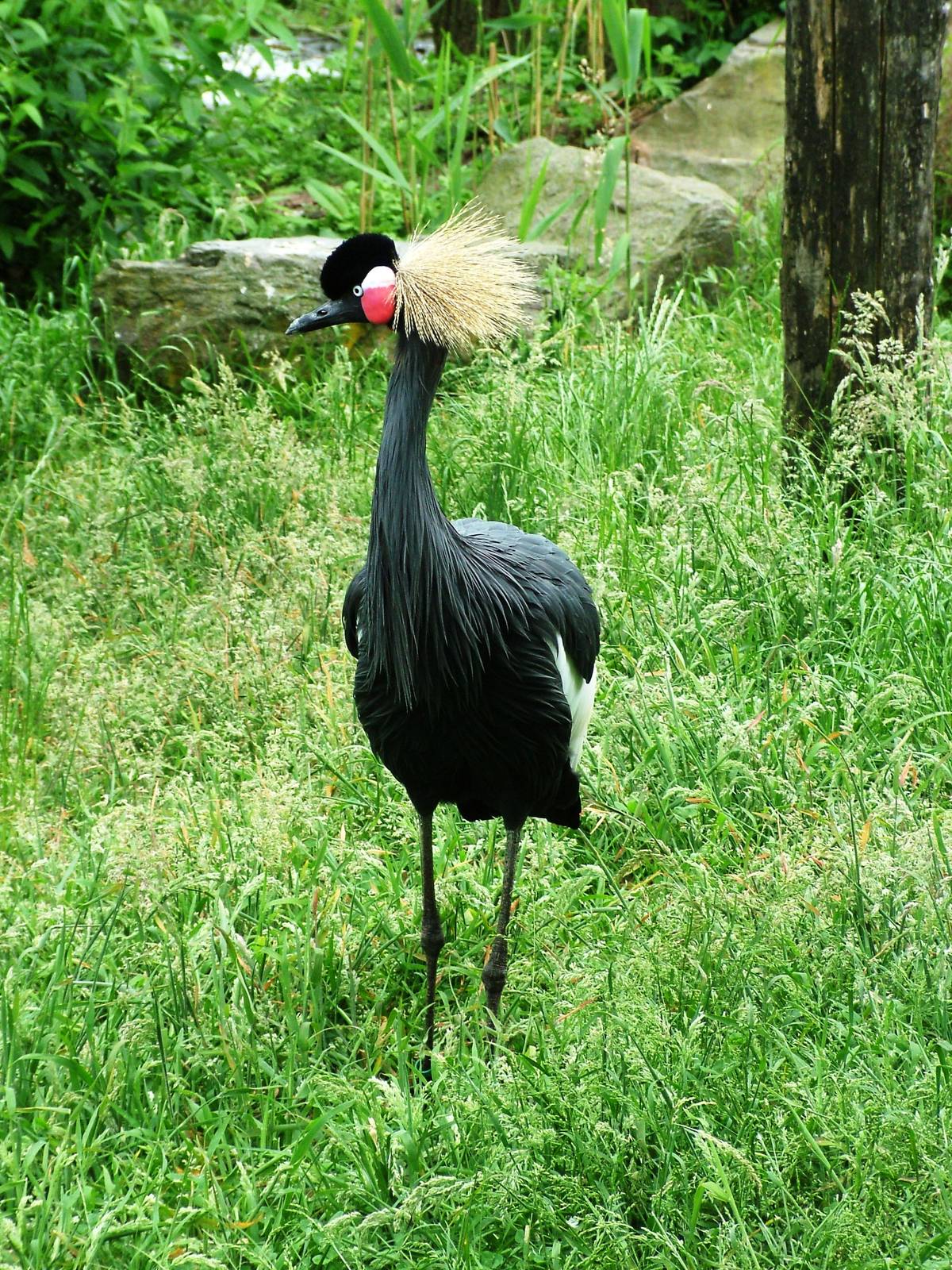 West African Crowned Crane at Beekse Bergen, 31/05/12