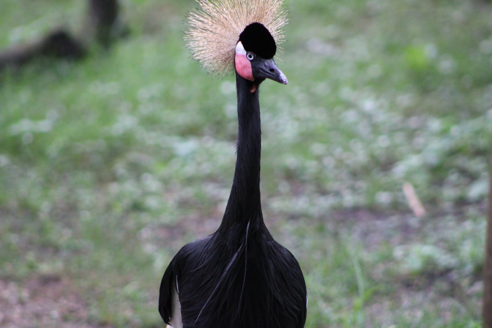 West African Crowned Crane (Balearica pavonina)
