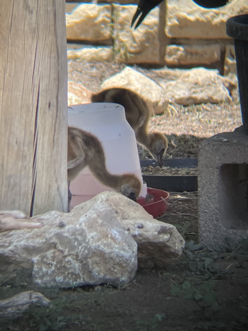 West African crowned crane (Balearica pavonina)