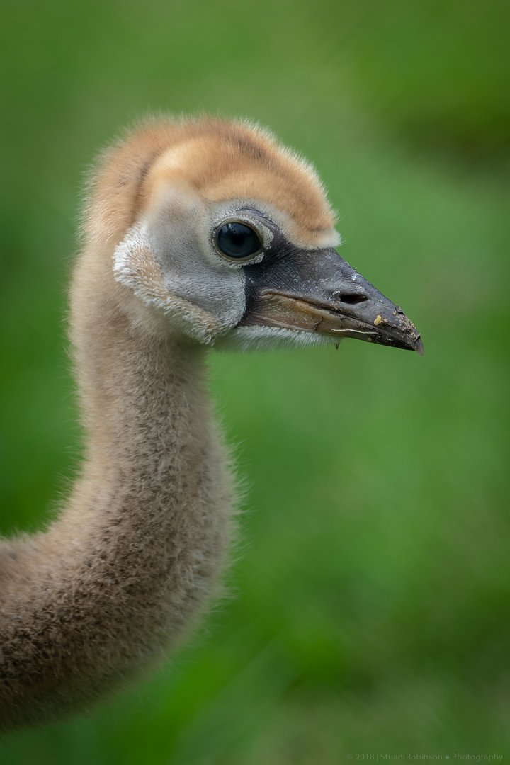 West African Crowned Crane Chick - 22/08/2018
