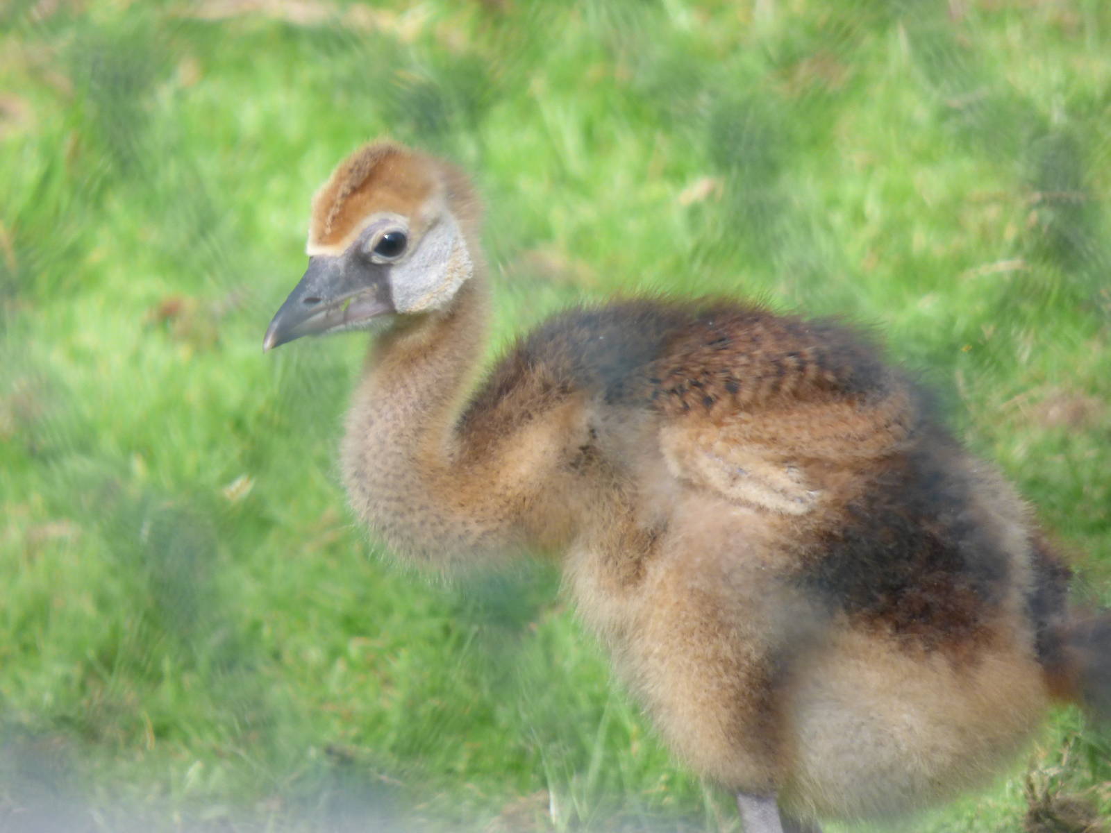 West African Crowned Crane Chick