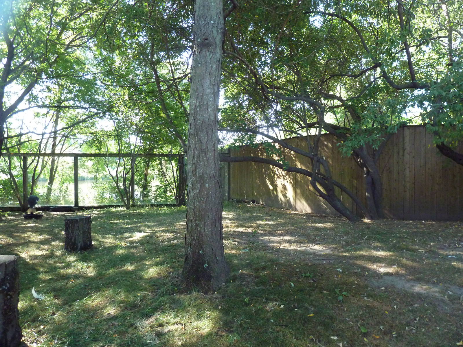 West African Crowned Crane Exhibit
