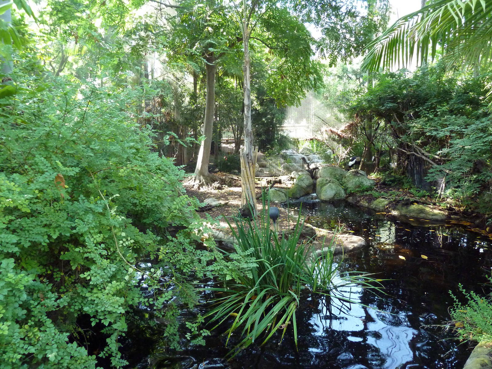 West African Crowned Crane Exhibit