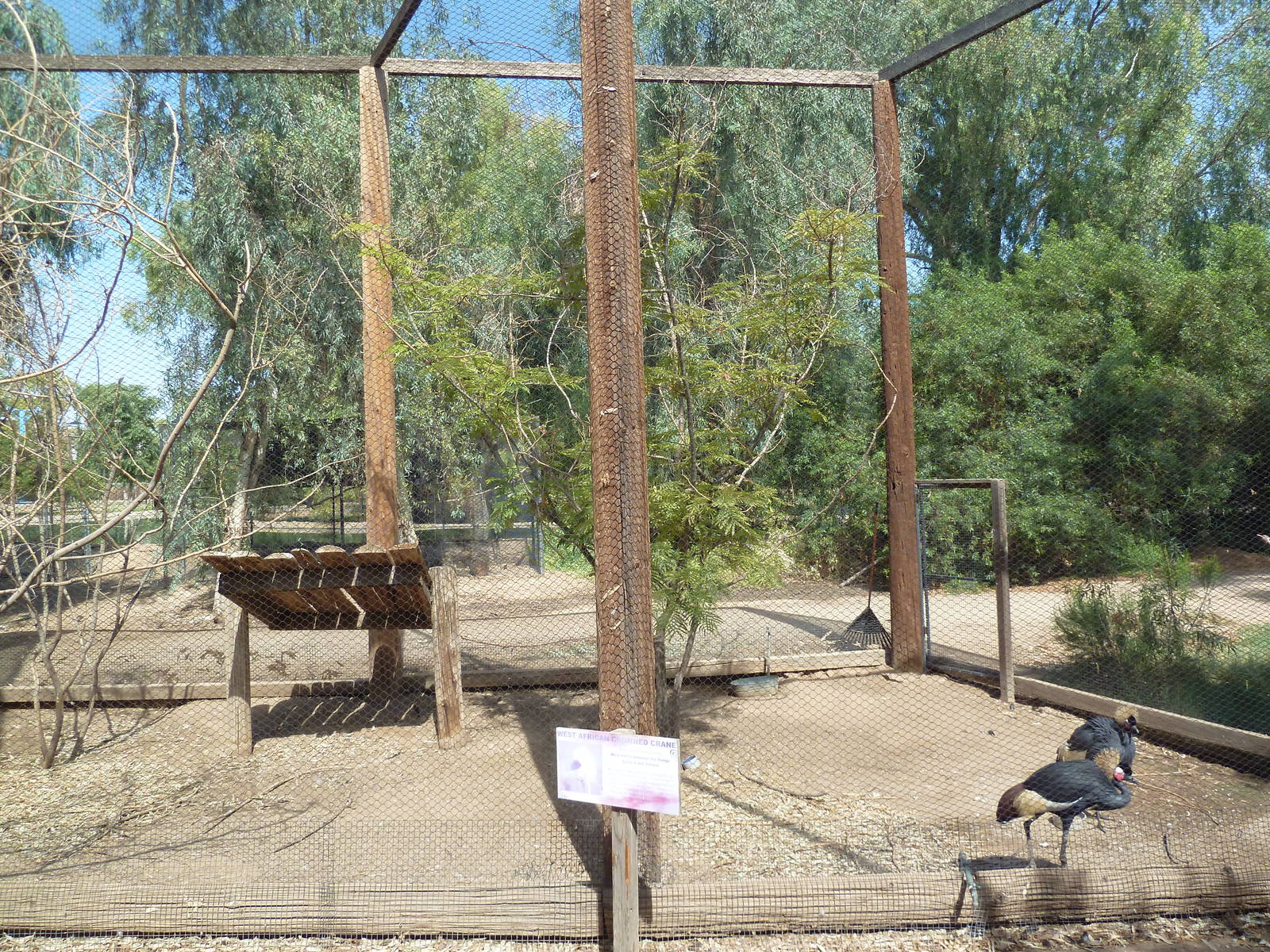 West African Crowned Crane Exhibit