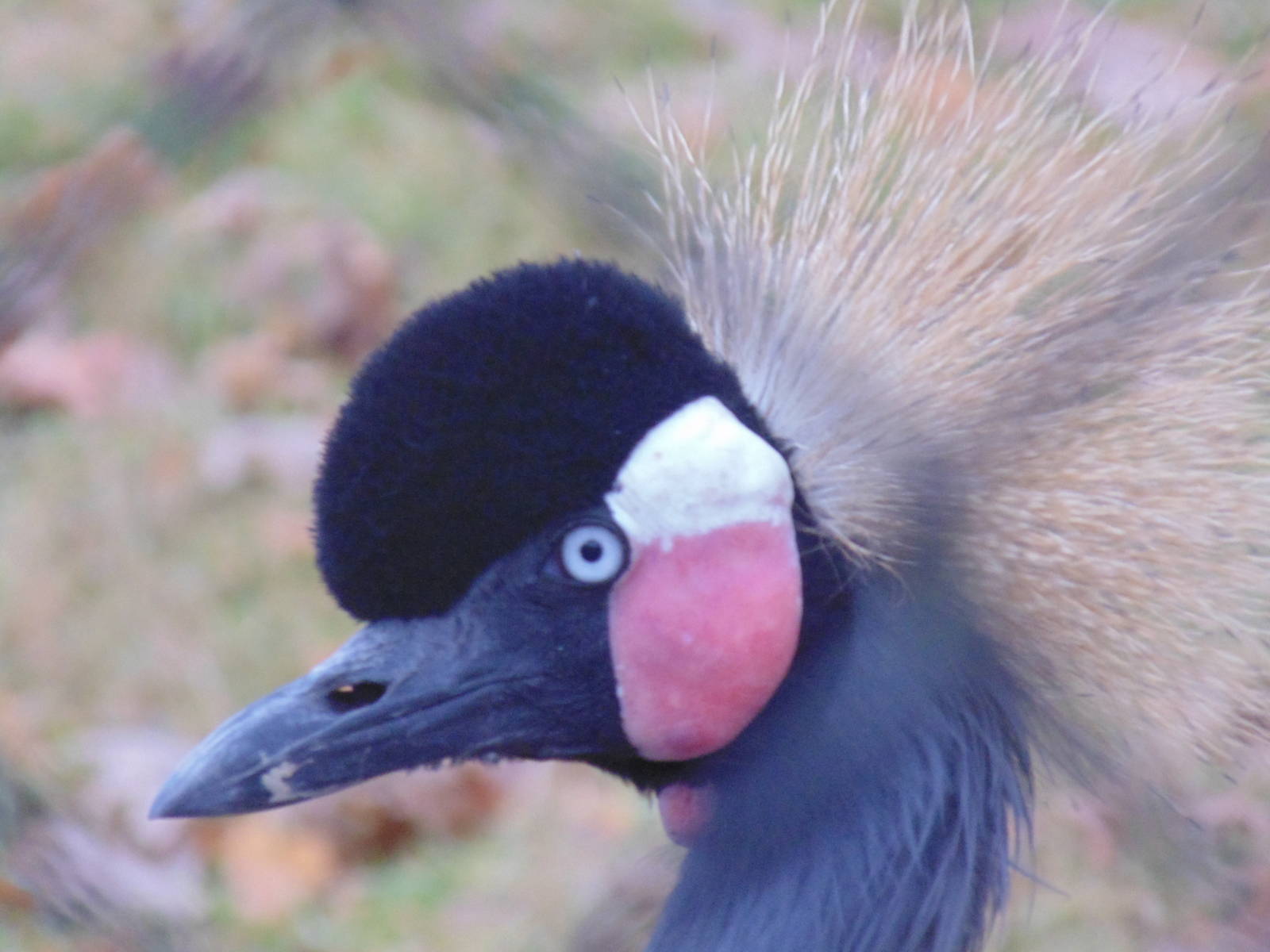 West African Crowned Crane Head Shot