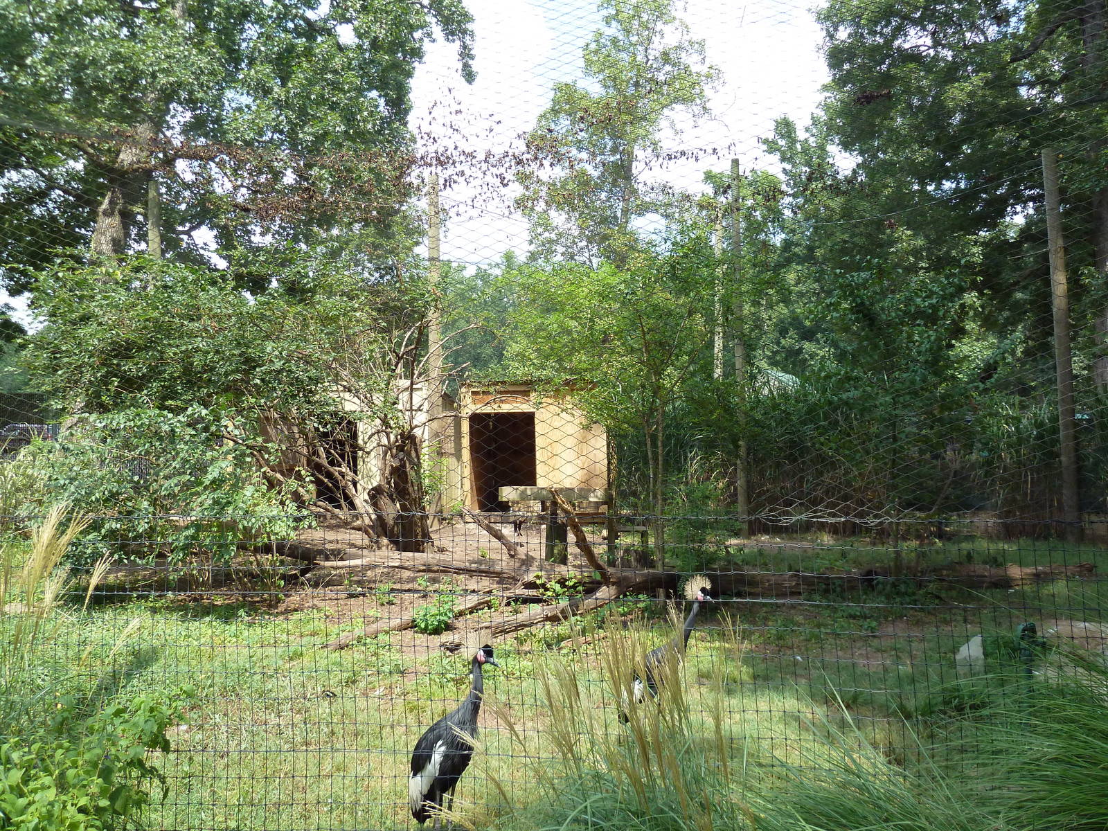 West African Crowned Crane/Secretary Bird Exhibit