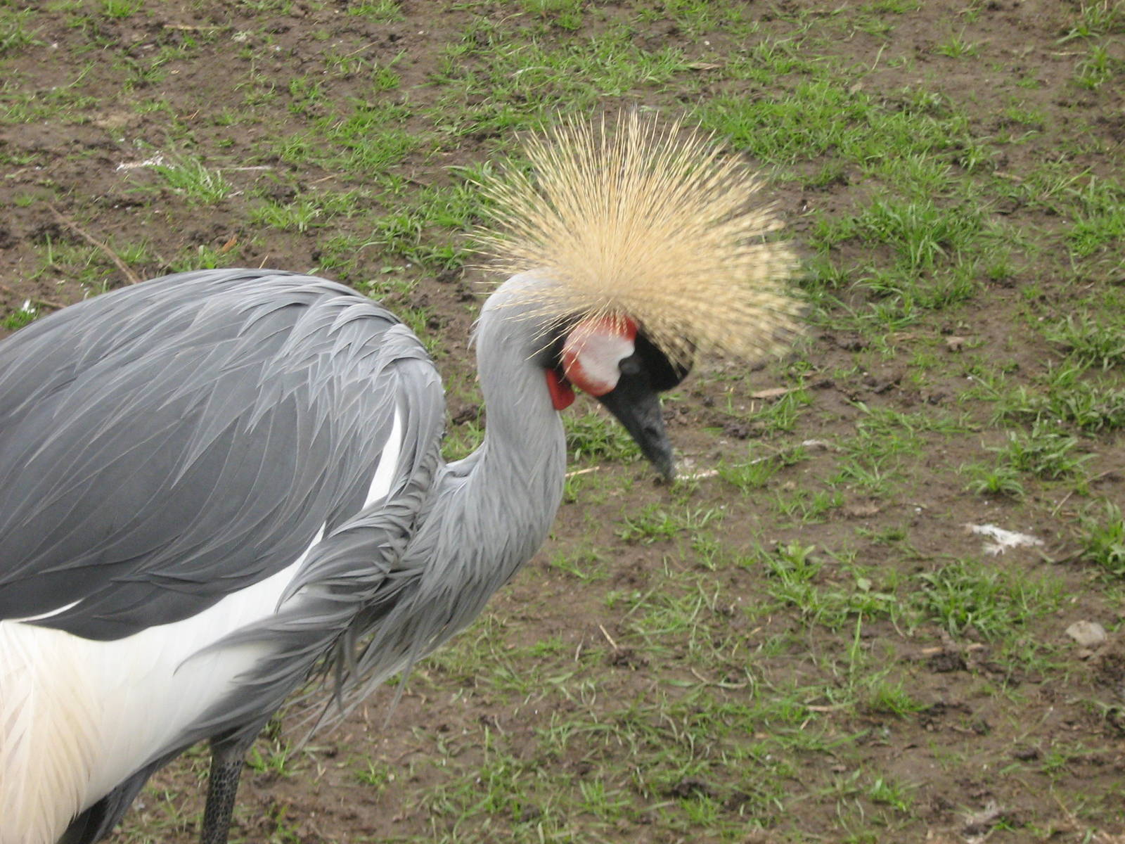 west african crowned crane