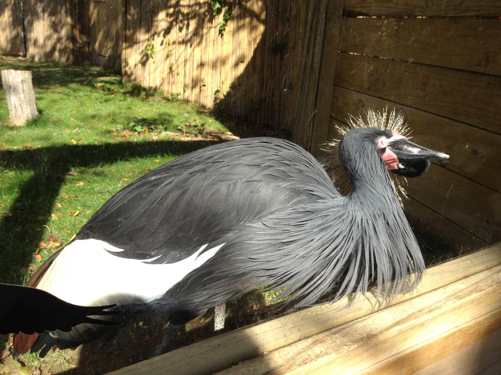 West African Crowned Crane