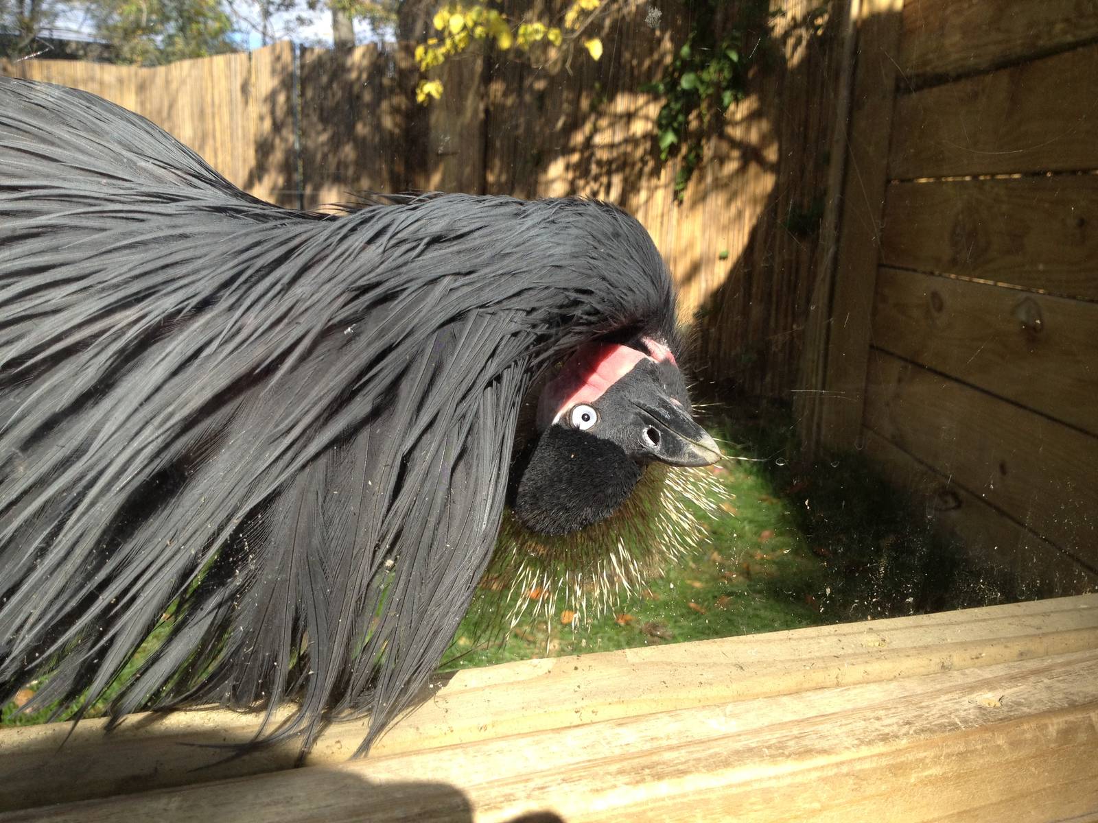 West African Crowned Crane