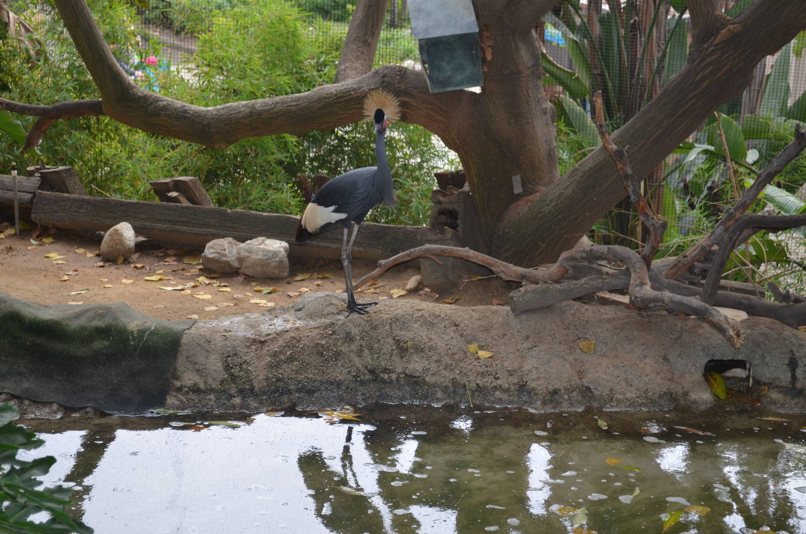 West African Crowned Crane
