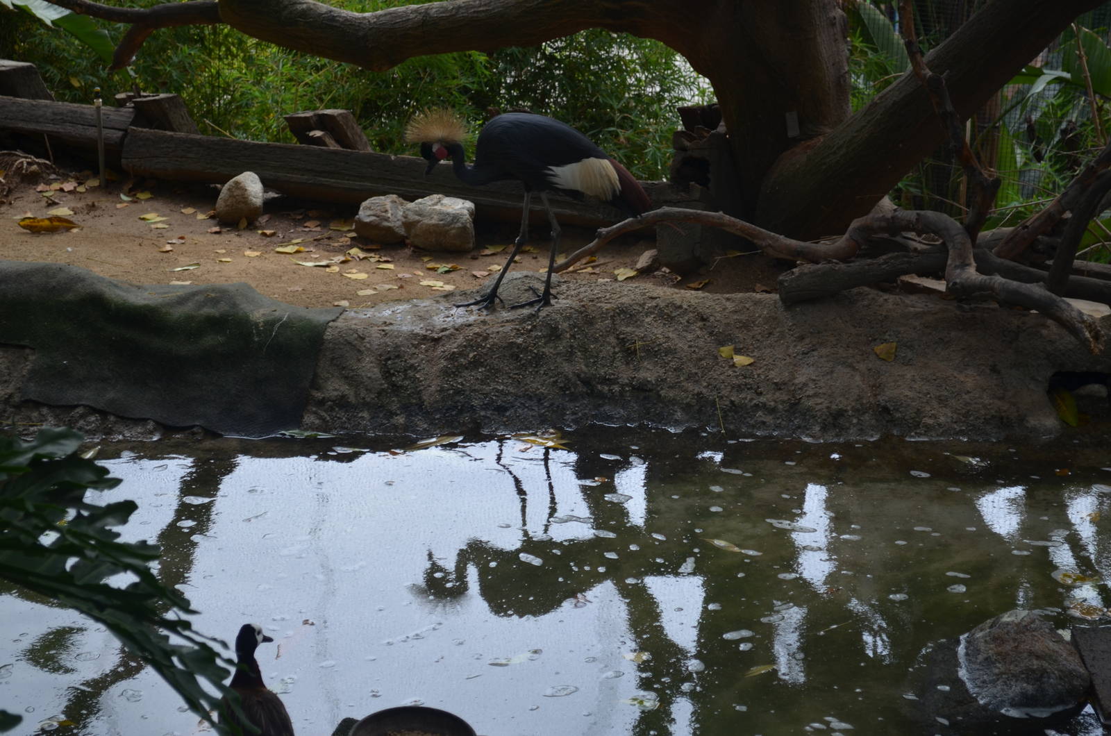 West African Crowned Crane