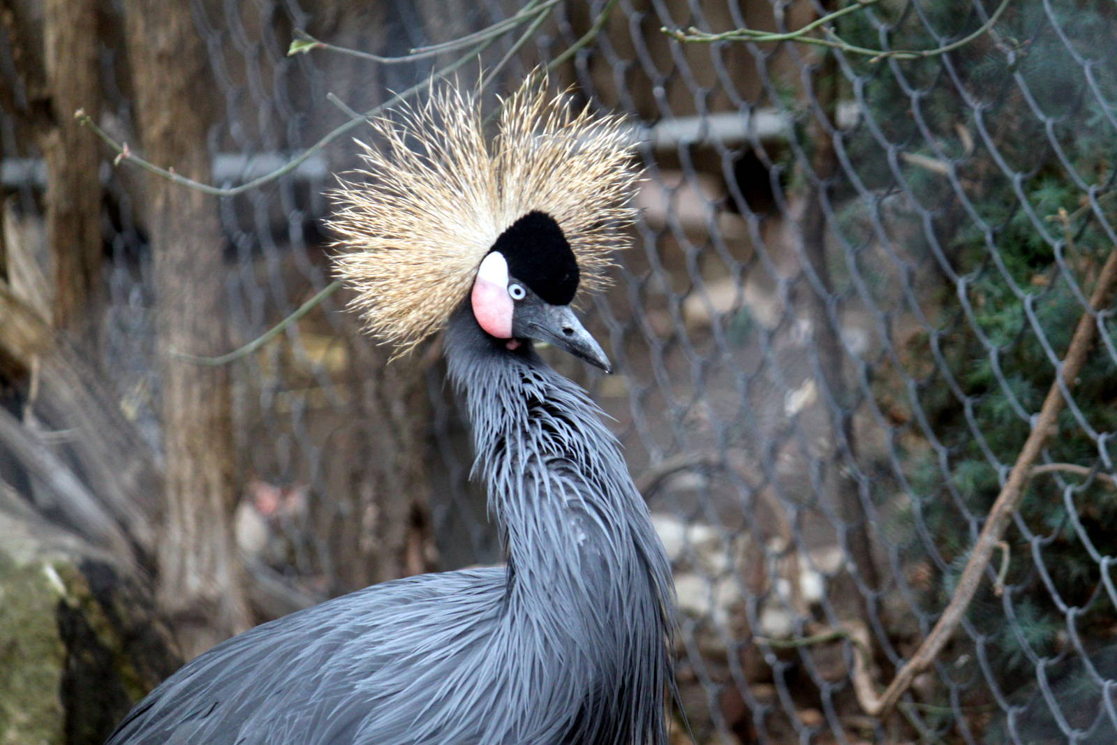 West African Crowned Crane
