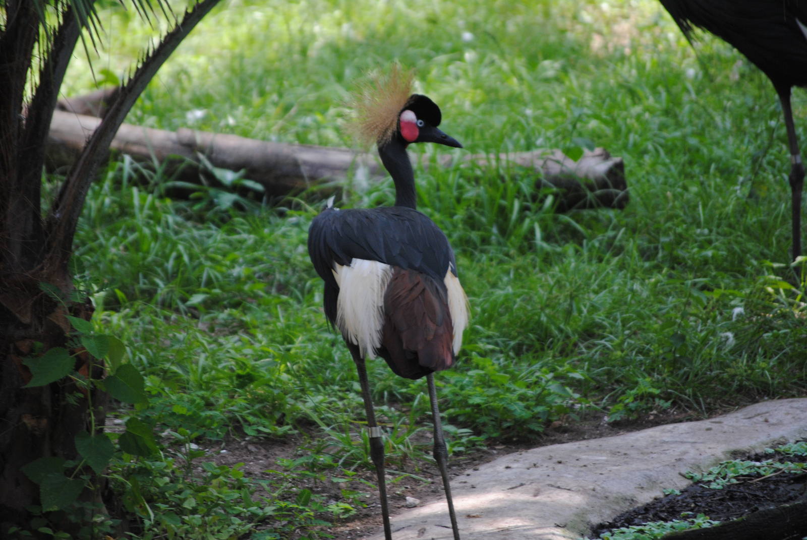 West African Crowned Crane