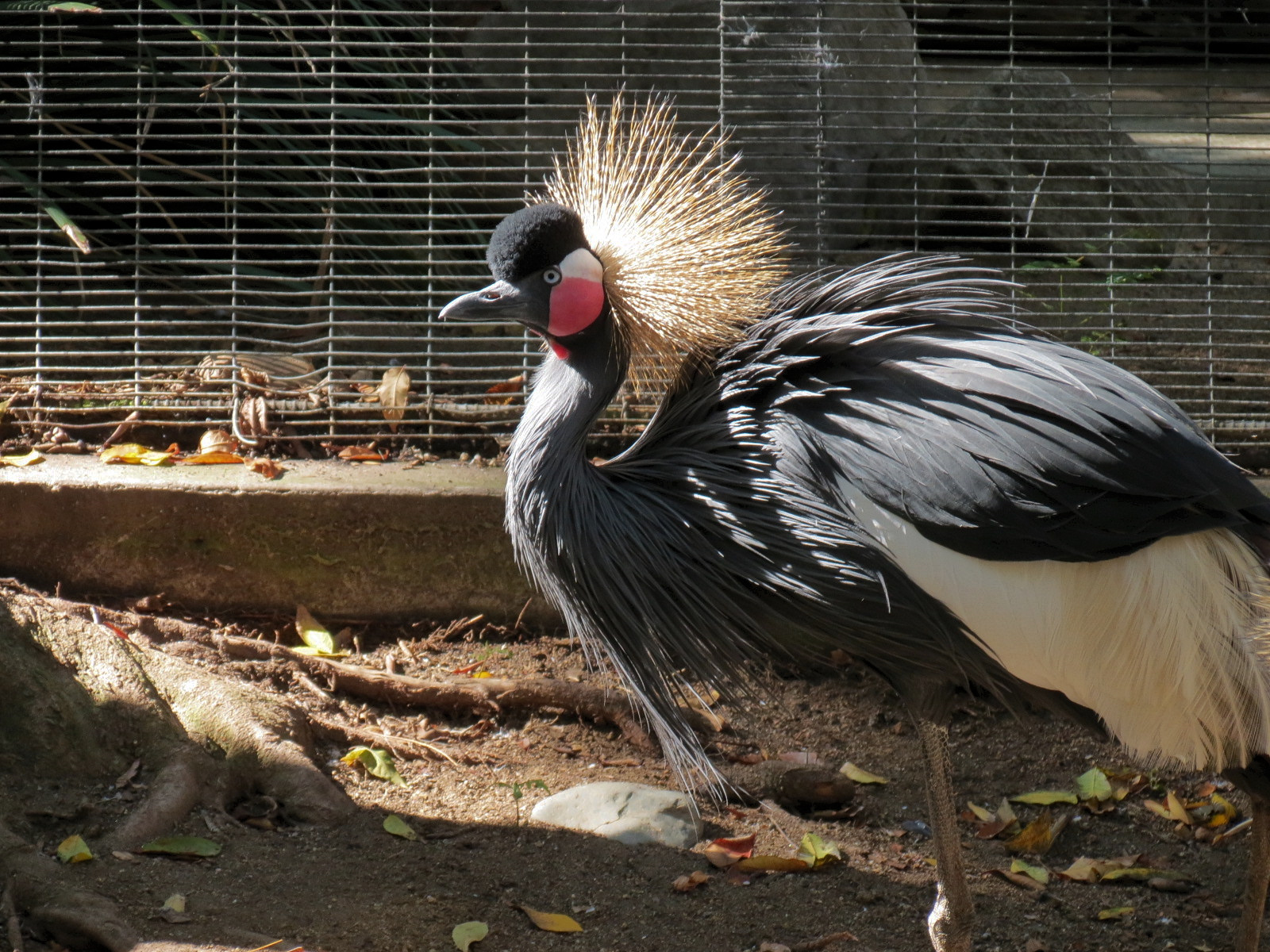 West African Crowned Crane