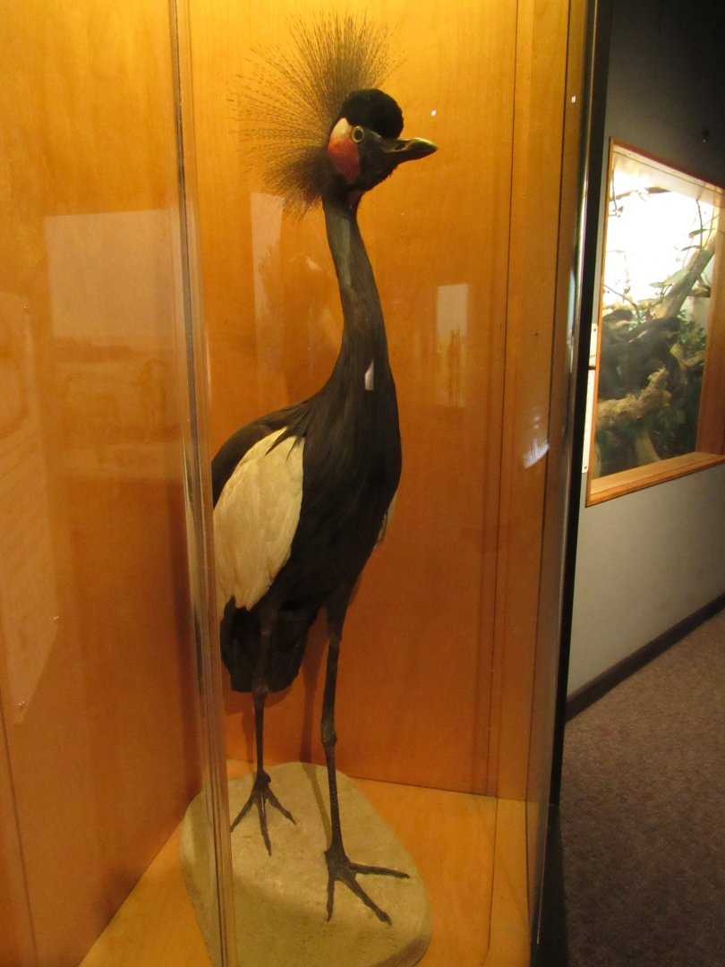 West African Crowned Crane