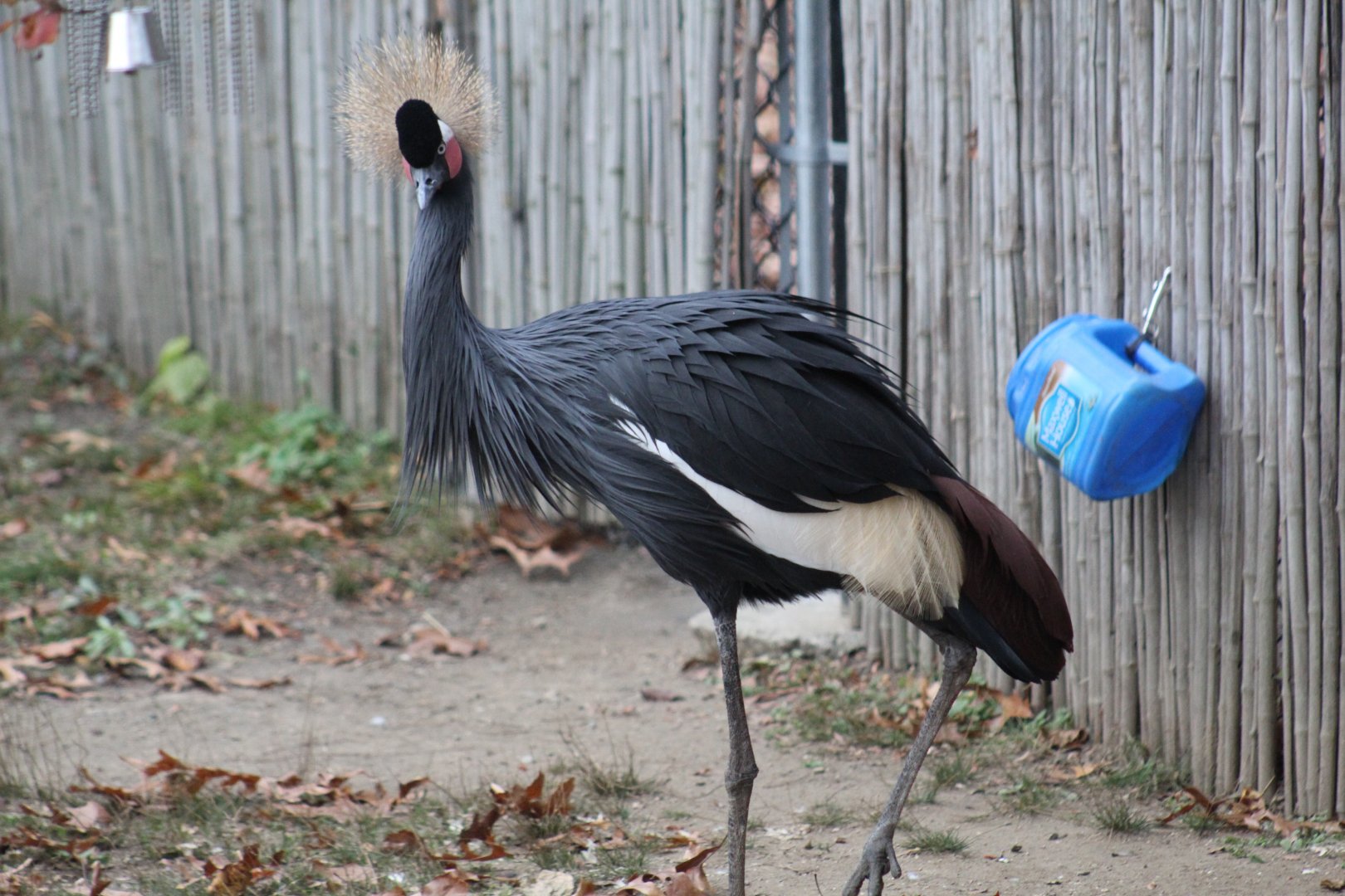 West African Crowned Crane