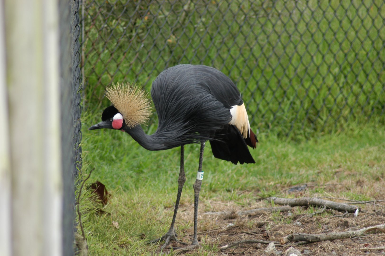 West African Crowned Crane