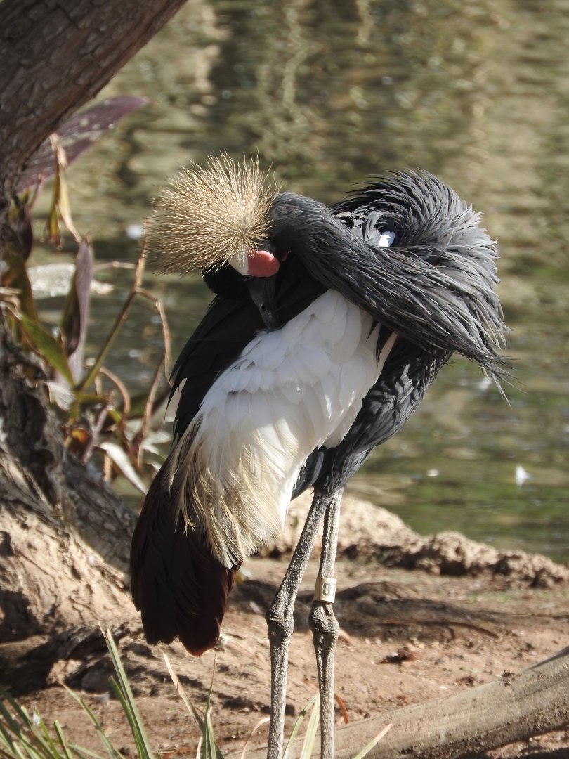 West African Crowned Crane