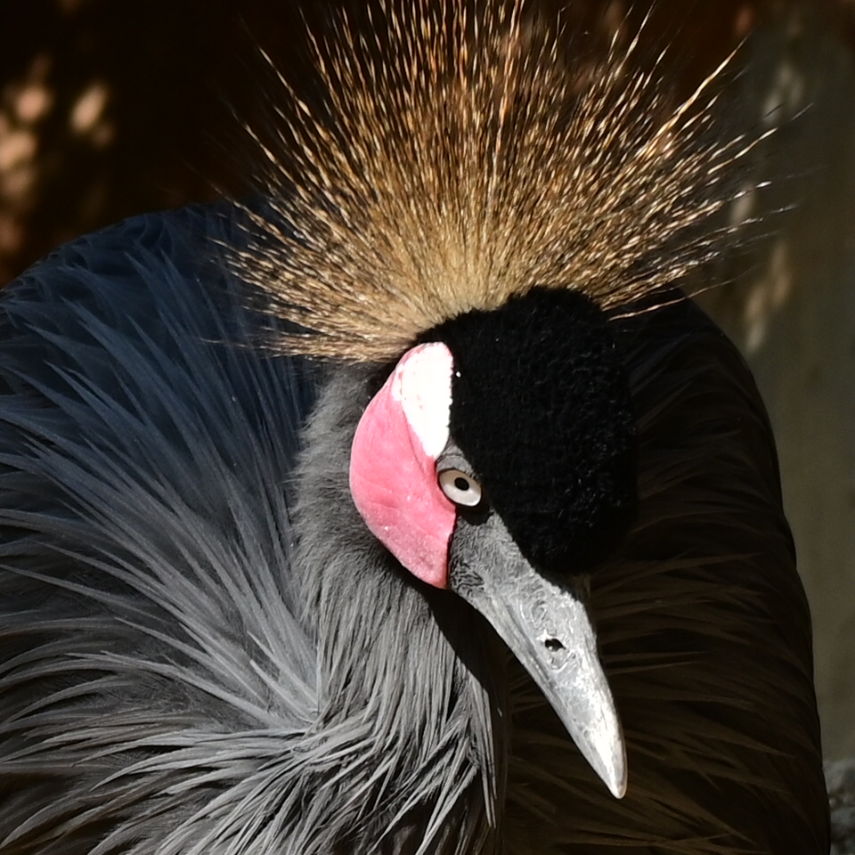 West African Crowned Crane
