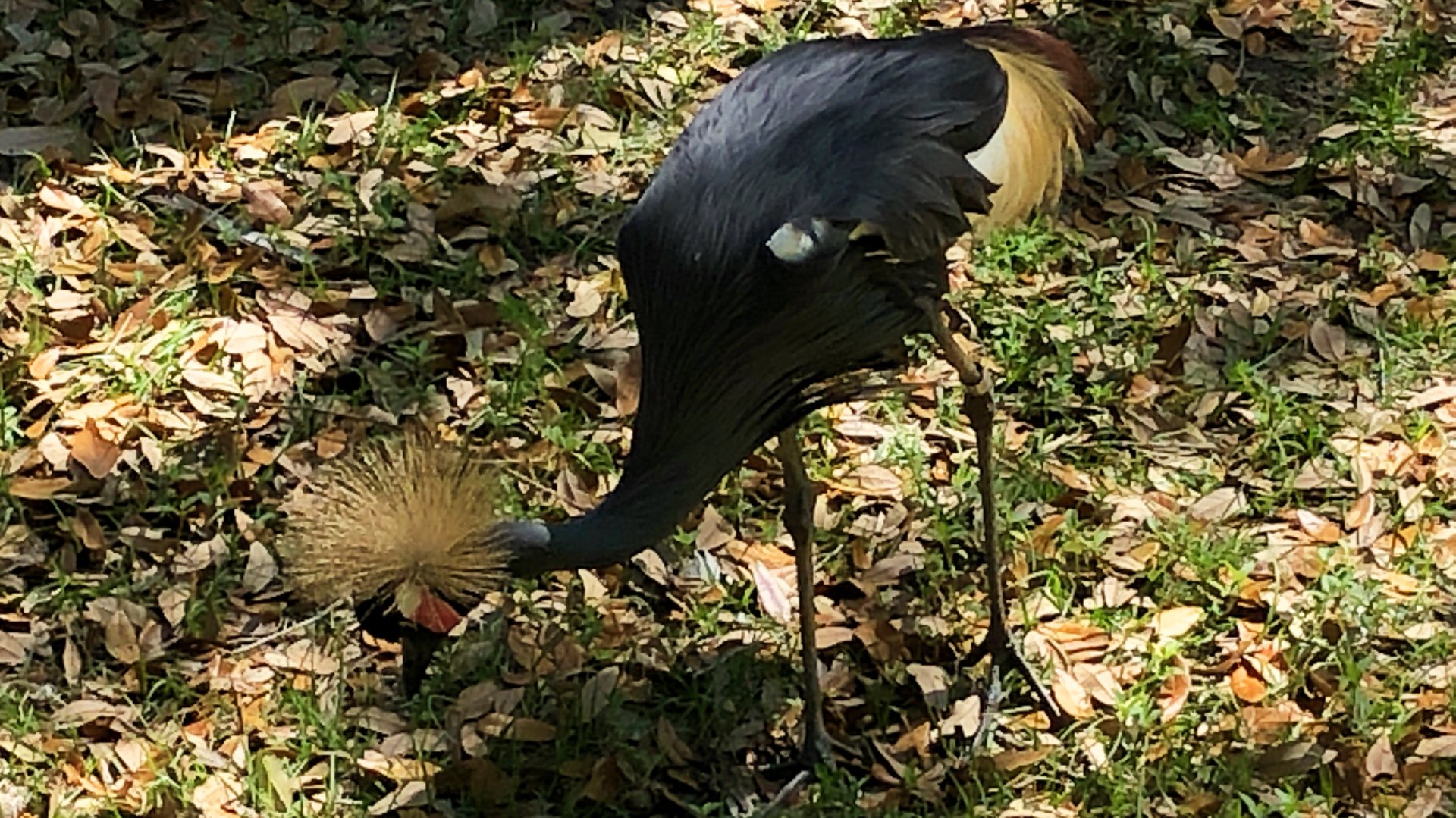 West African Crowned Crane