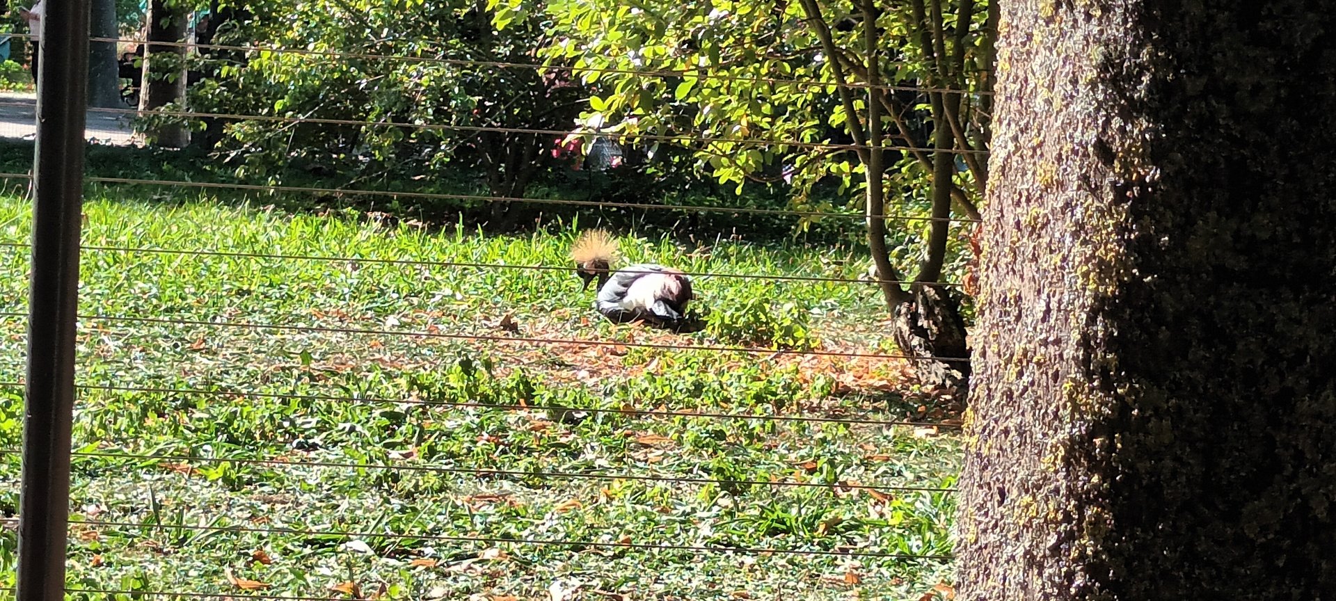 West african crowned Crane