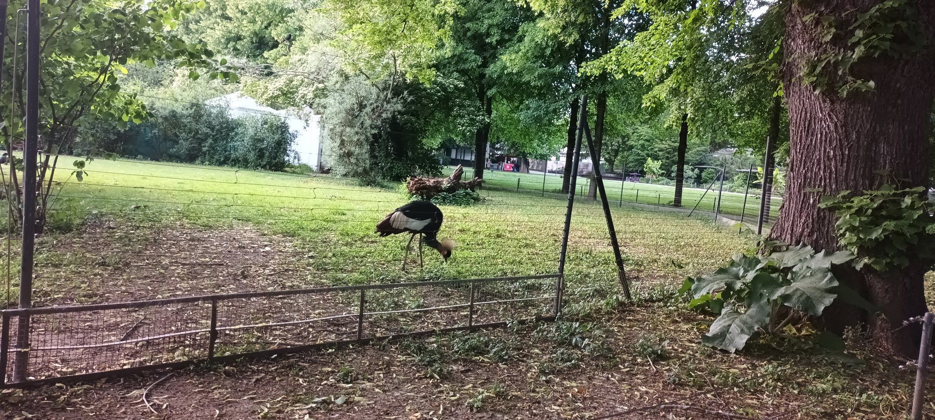 West african crowned Crane