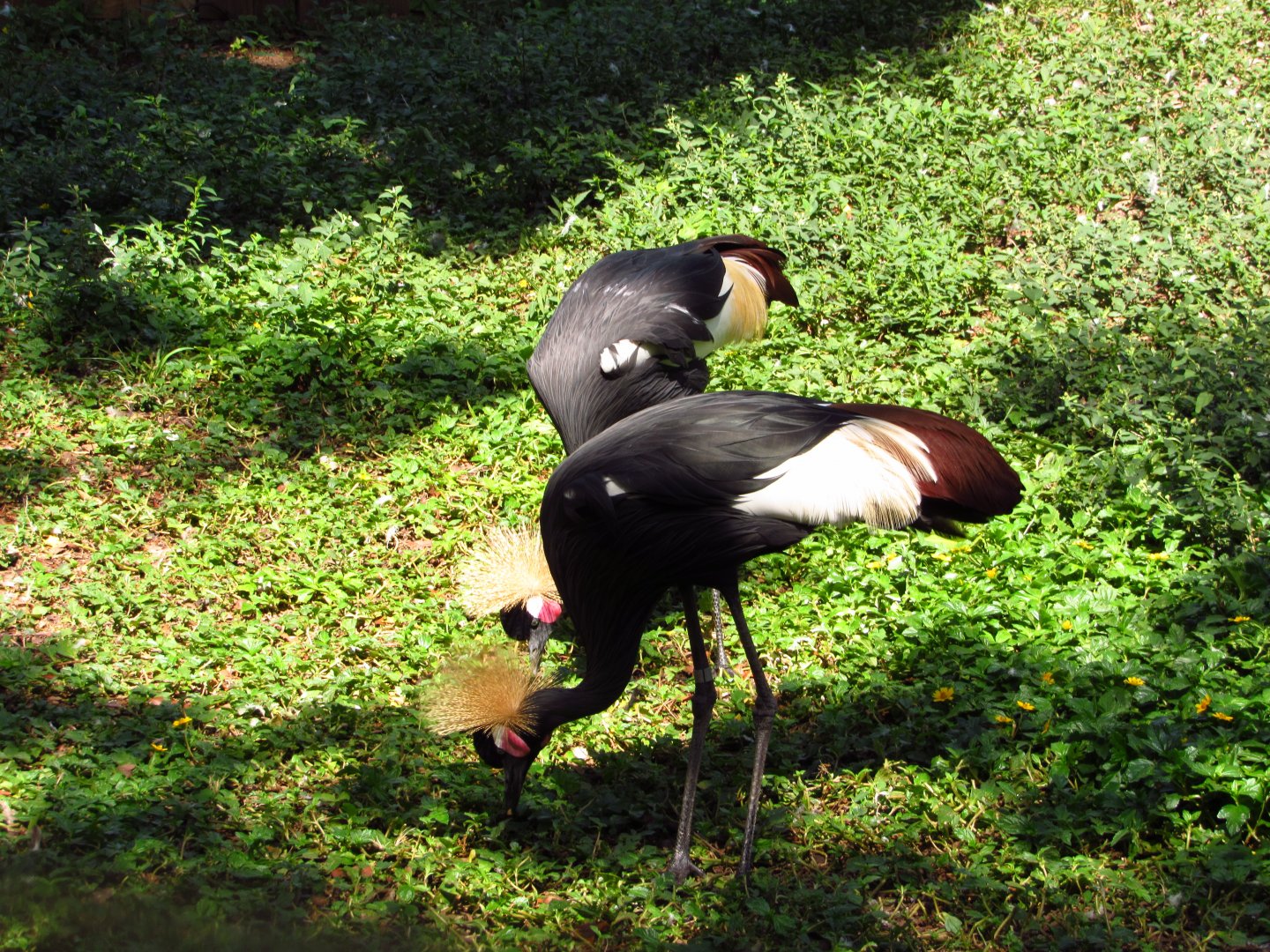 West African Crowned Cranes