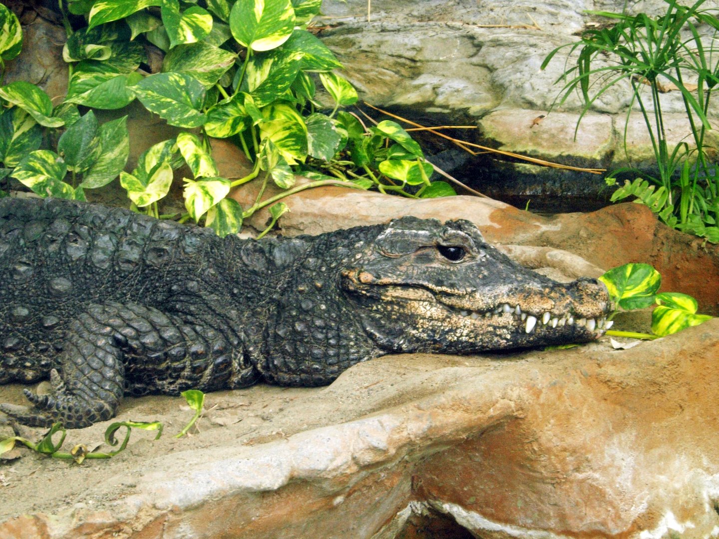 West African dward crocodile