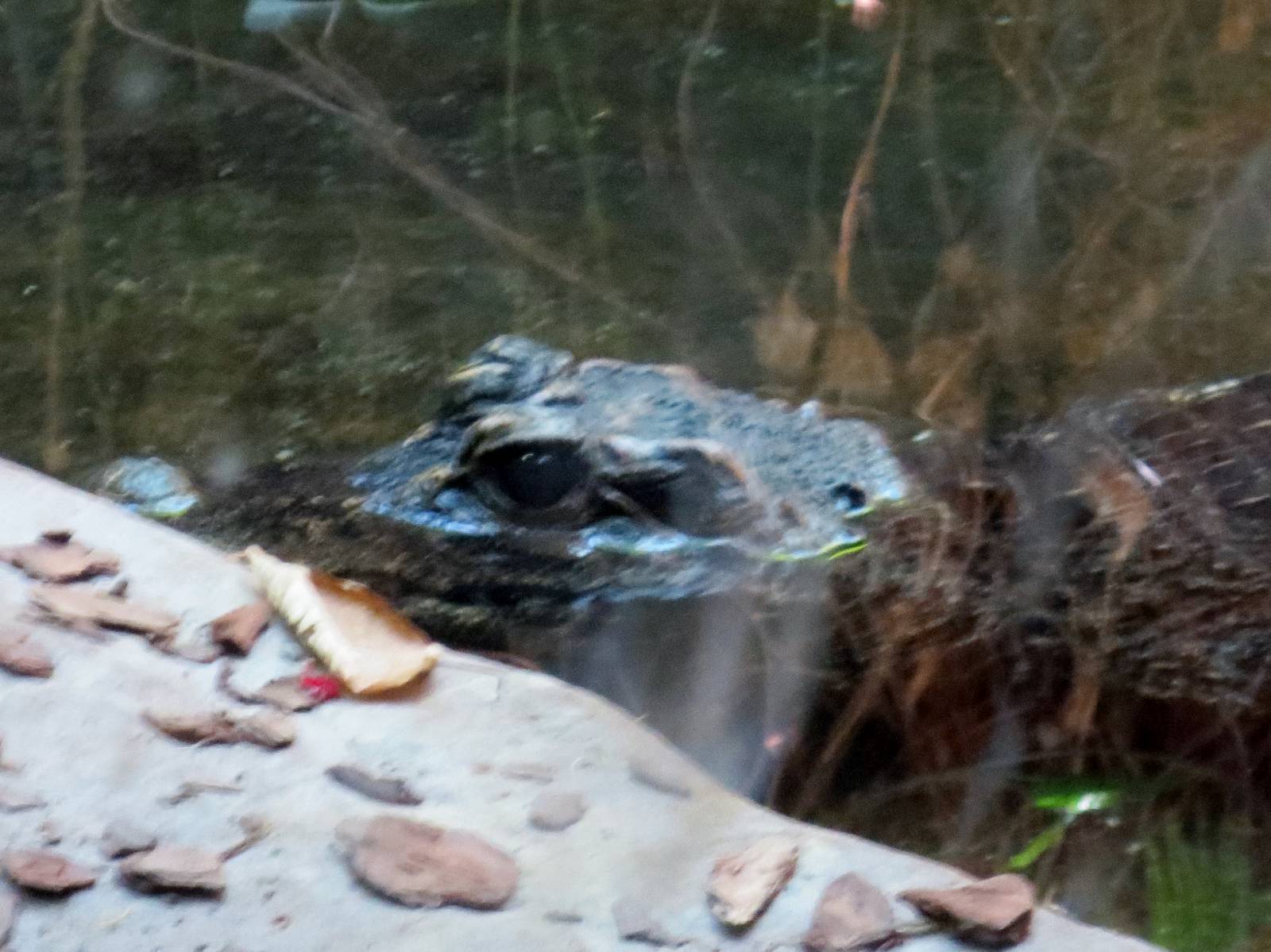 West African Dwarf Croc