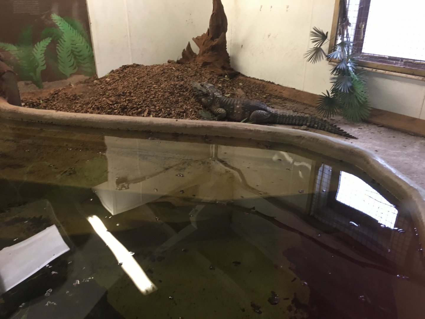 West African dwarf crocodile 100917