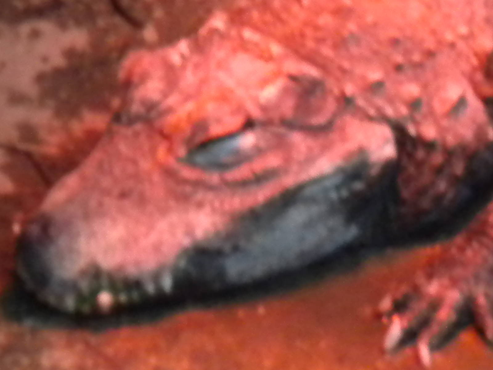 West african dwarf Crocodile-27/12/10