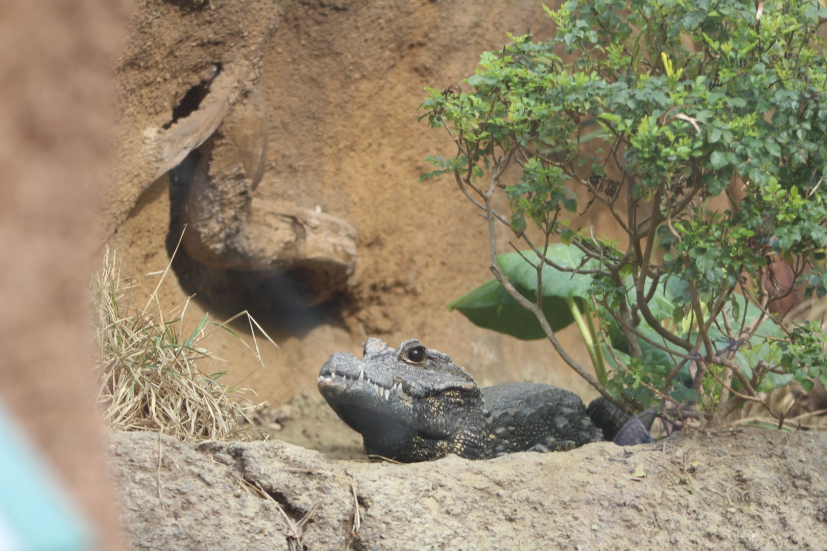 West African Dwarf Crocodile - Africa Rocks