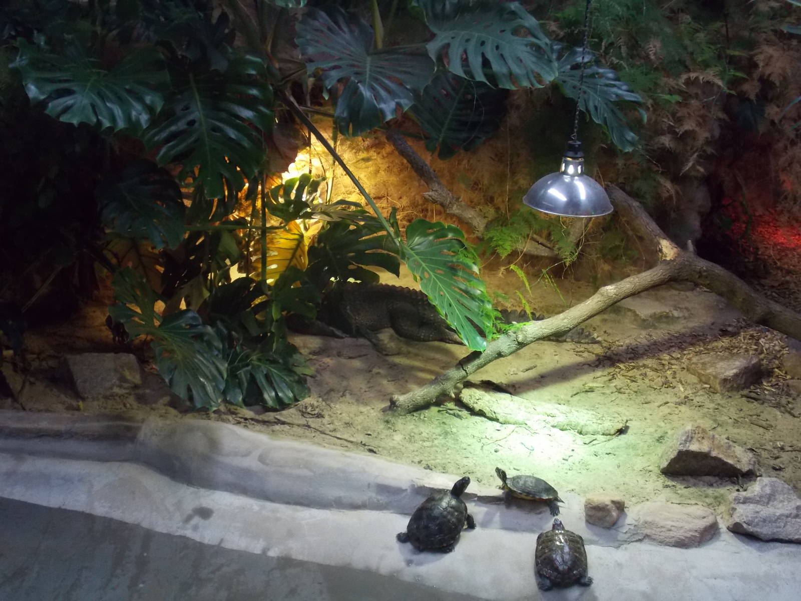 West African Dwarf Crocodile and Red-eared Terrapin