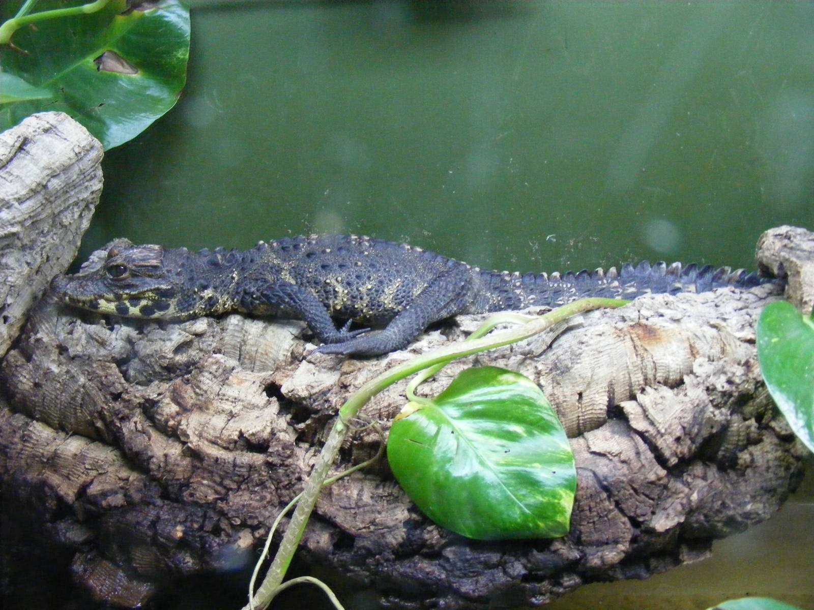 West African dwarf crocodile at Birdworld, 20 June 2010