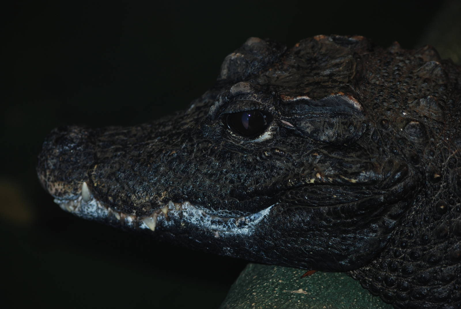 West African Dwarf Crocodile at Crocodiles of the World, 05/02/12