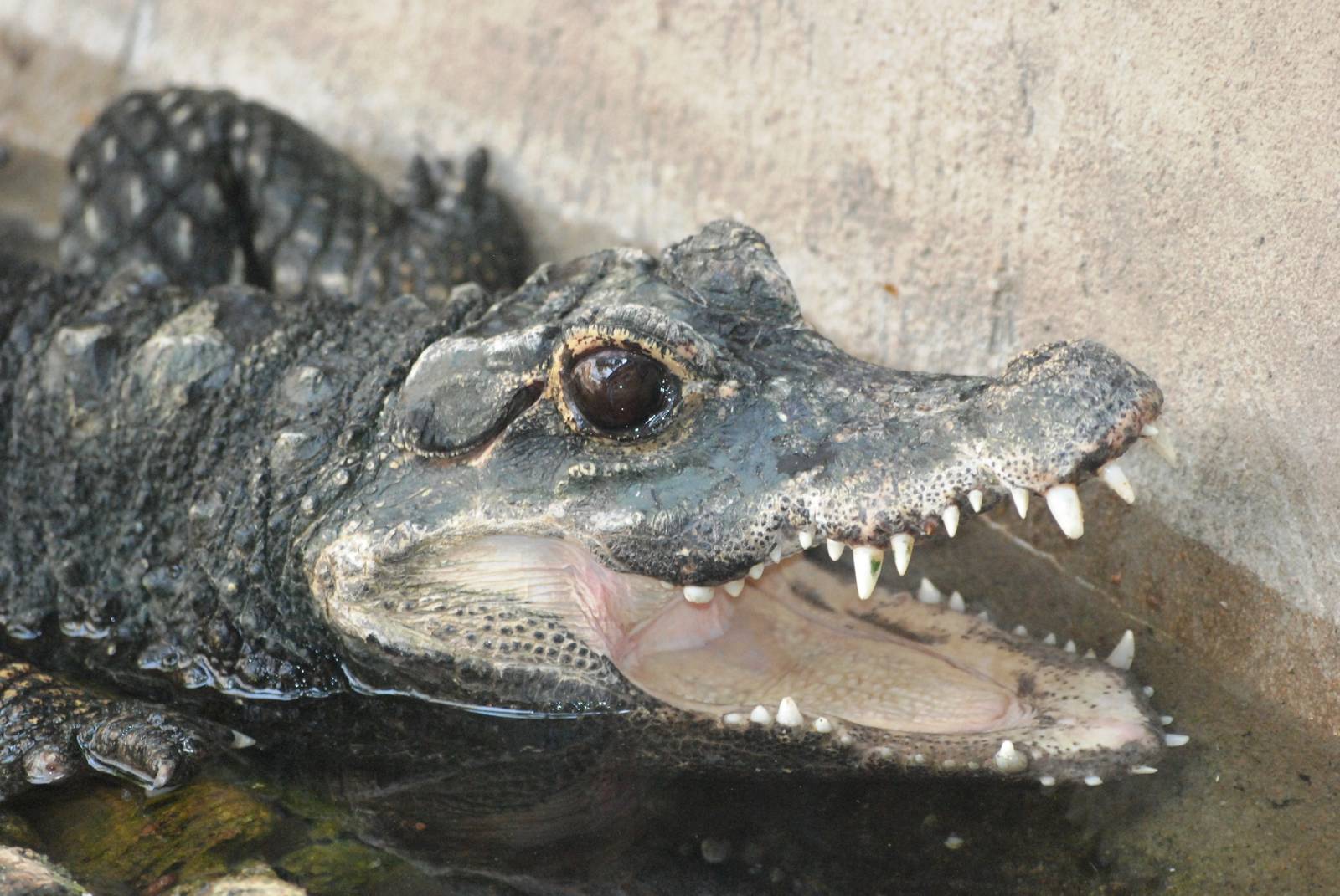West African Dwarf Crocodile at Dudley, 14/07/13