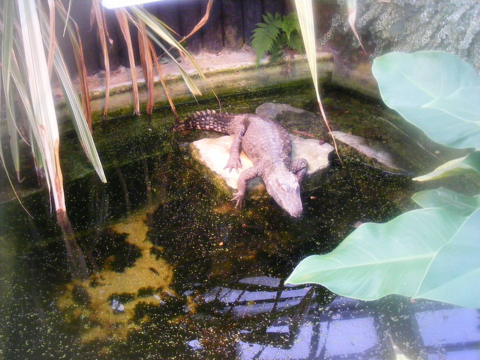 West African dwarf crocodile at Marwell Wildlife, 23 January 2011