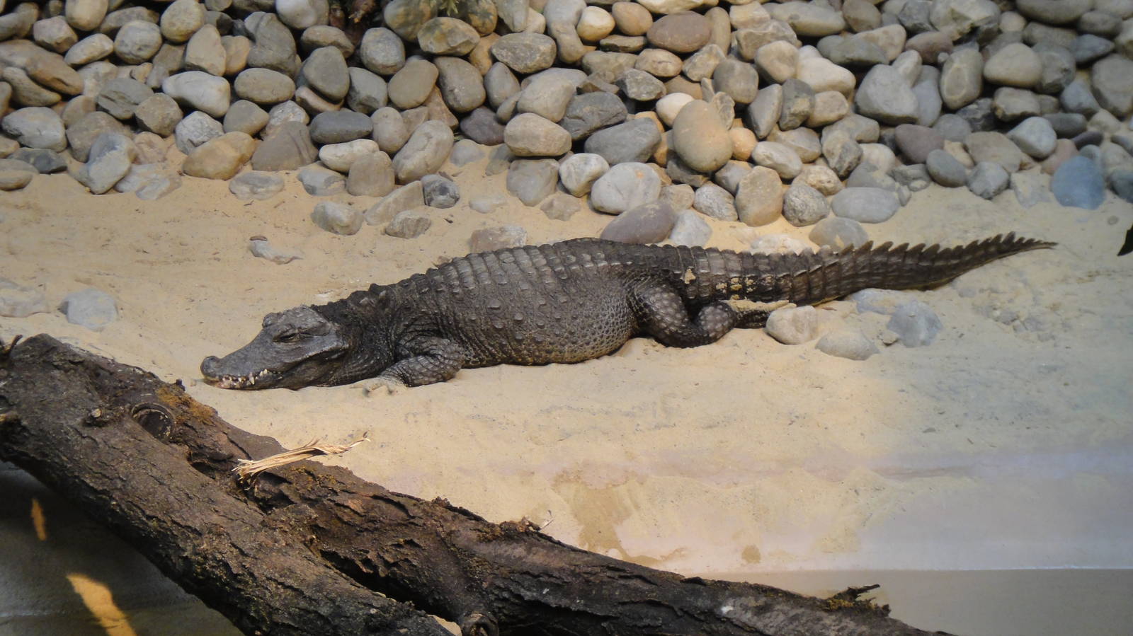 West African dwarf crocodile at Philadelphia zoo 2015-03-08