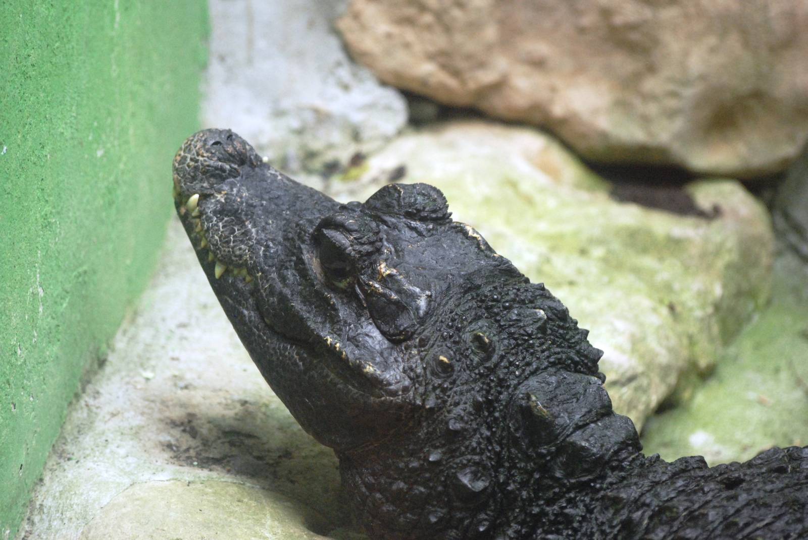 West African Dwarf Crocodile at Santillana del Mar, 13/06/15