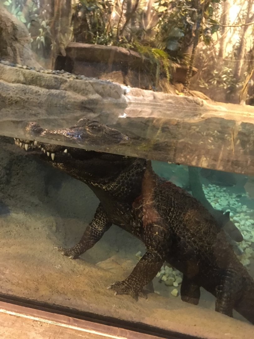 West African Dwarf Crocodile | Brookfield Zoo