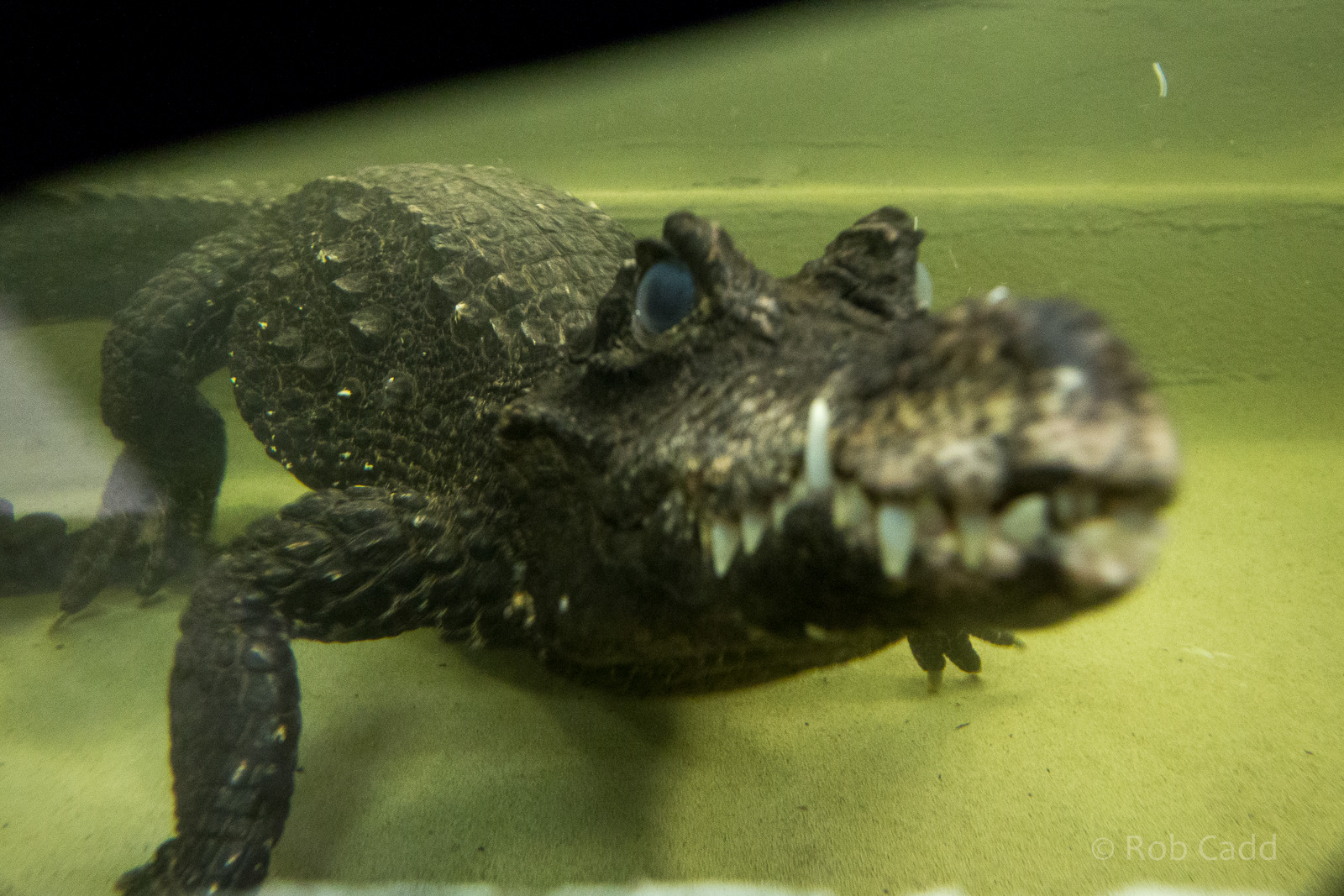 West African dwarf crocodile : Crocodiles of the World : 14 Nov 2014