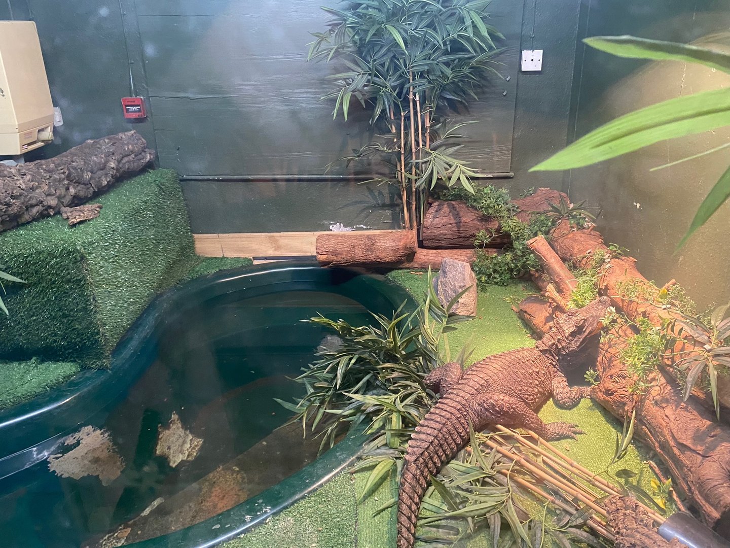 West African dwarf crocodile (Crocs R Us, Bristol) 040923