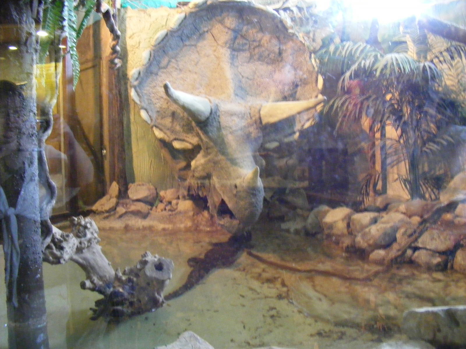 West African dwarf crocodile enclosure at Drusillas Park, 23 May 2009