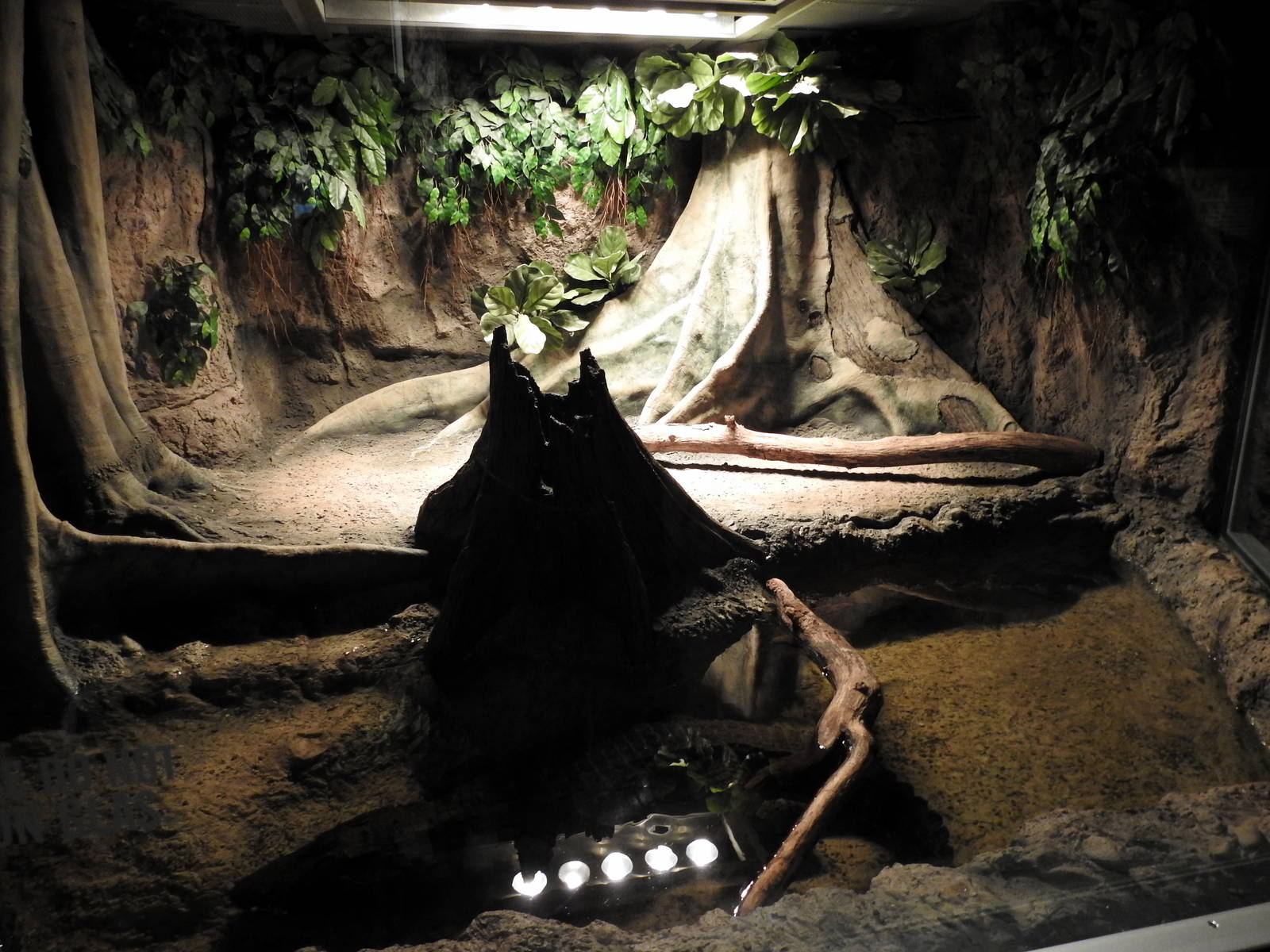 West African Dwarf Crocodile Enclosure