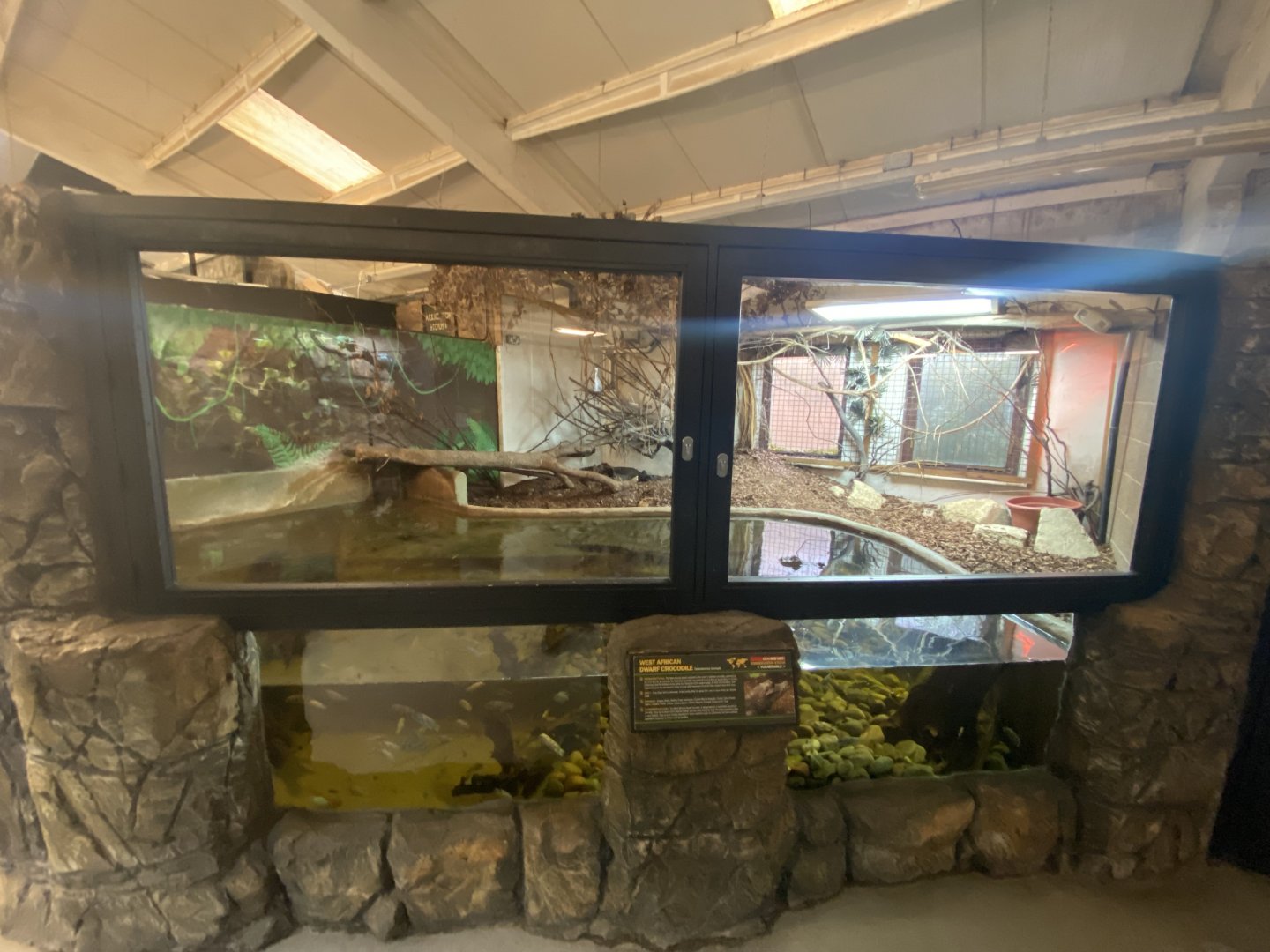 West African dwarf crocodile enclosure