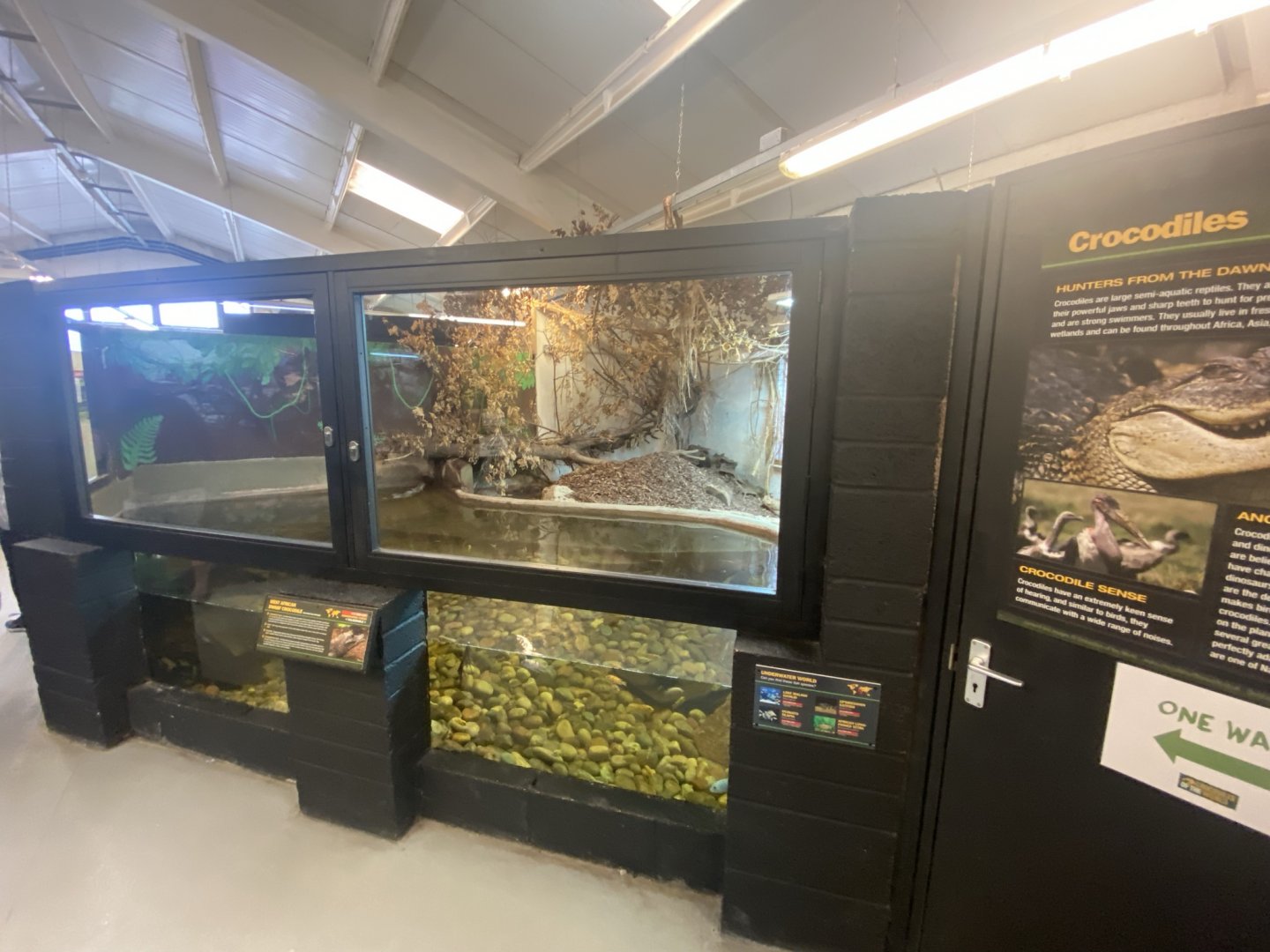 West African dwarf crocodile exhibit 020821